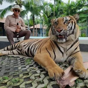 Phuket Special Program. Only Friday
