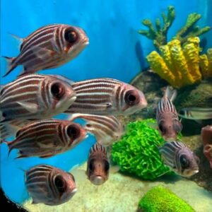 The Phuket Aquarium in Cape Panwa